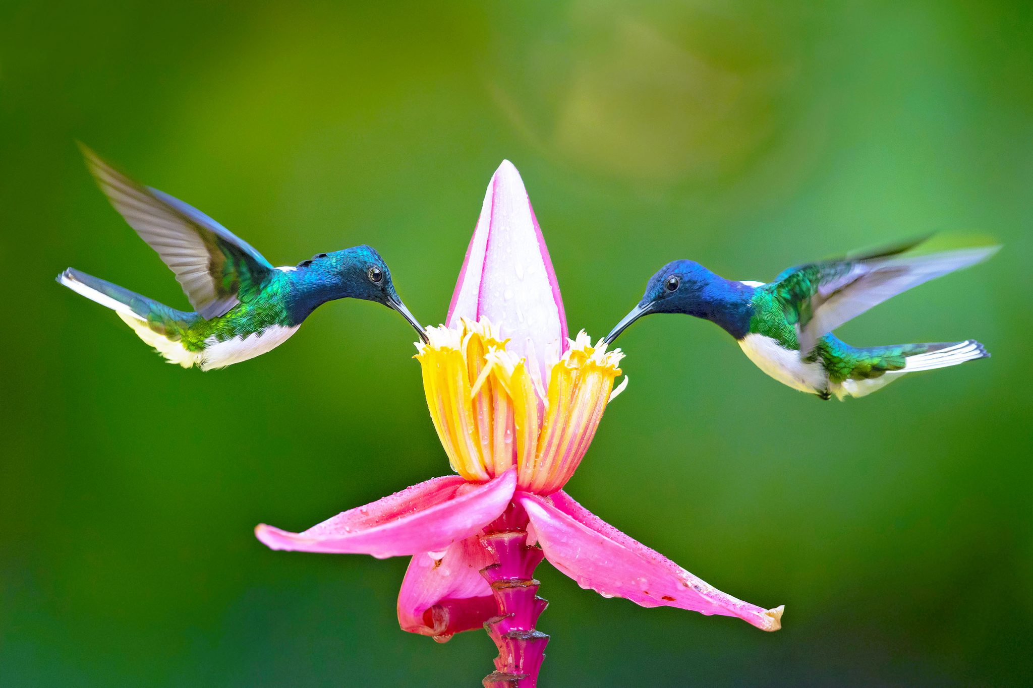 Dia Nacional do Beija-flor: celebrando os acrobatas aéreos da natureza