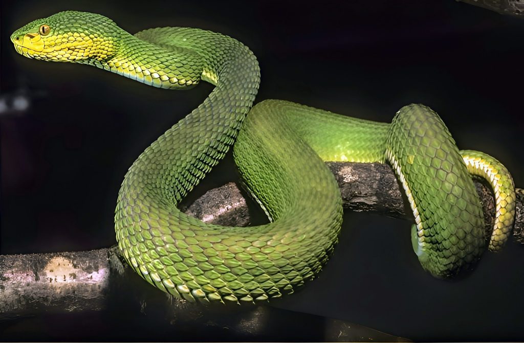 Nova espécie de víbora descoberta em Mianmar