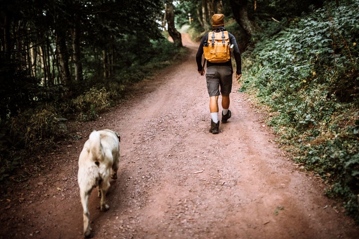 Se você busca um cão fiel