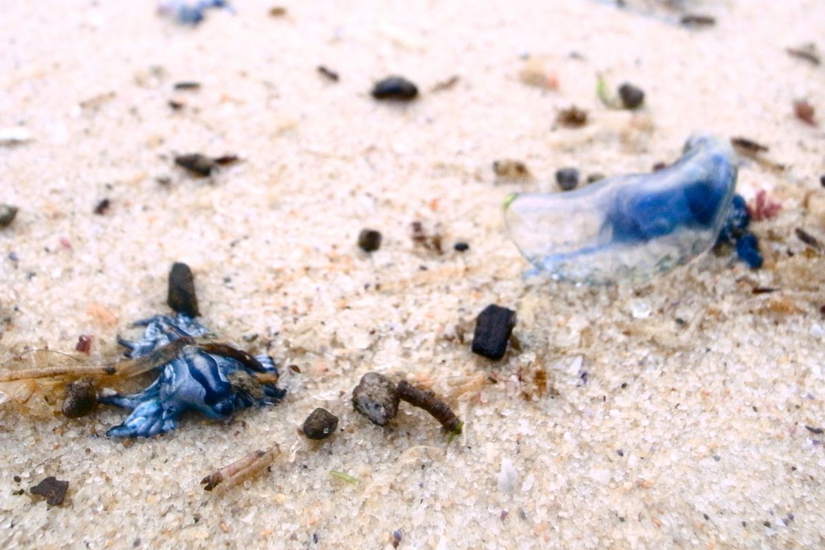 Dragão Azul na Praia do Texas