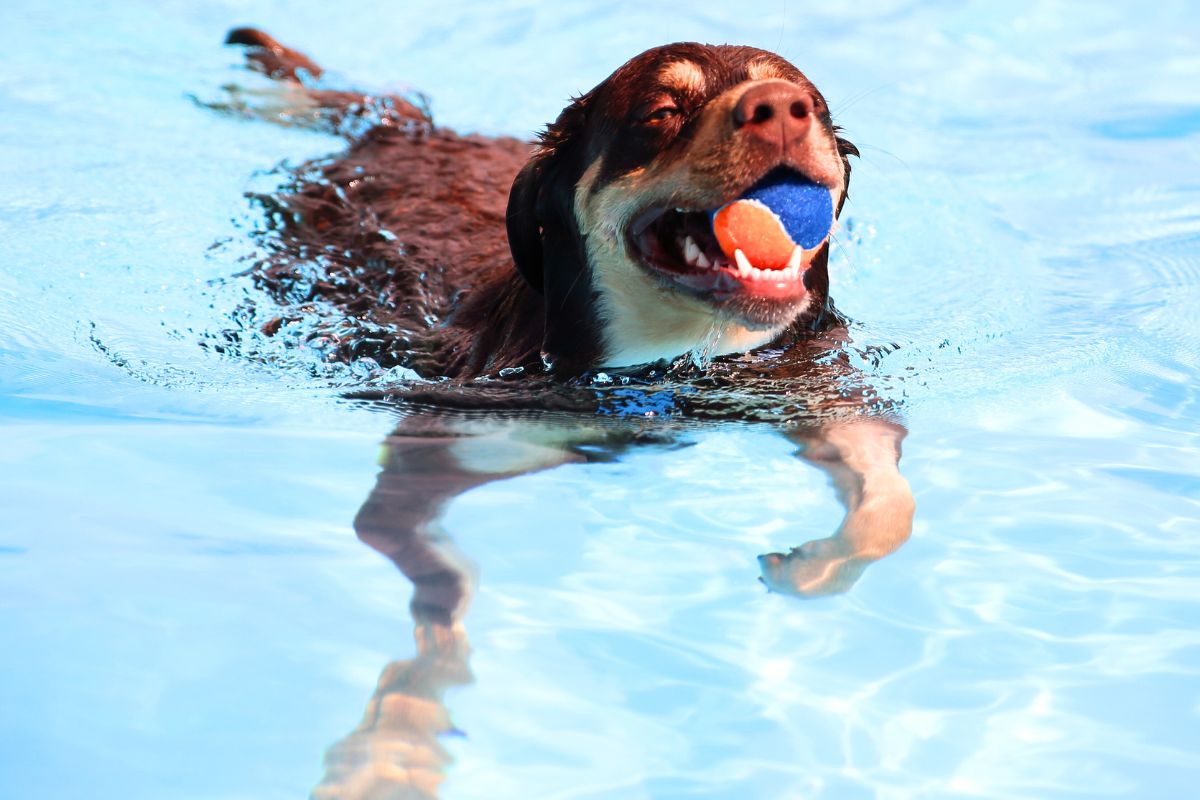 Ganso invade piscina