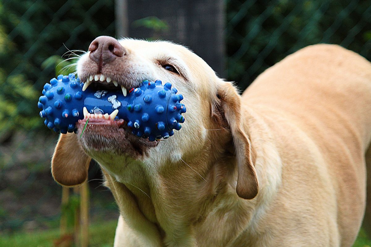 Este brinquedo antes recomendado pode ferir seu cão, alertam especialistas