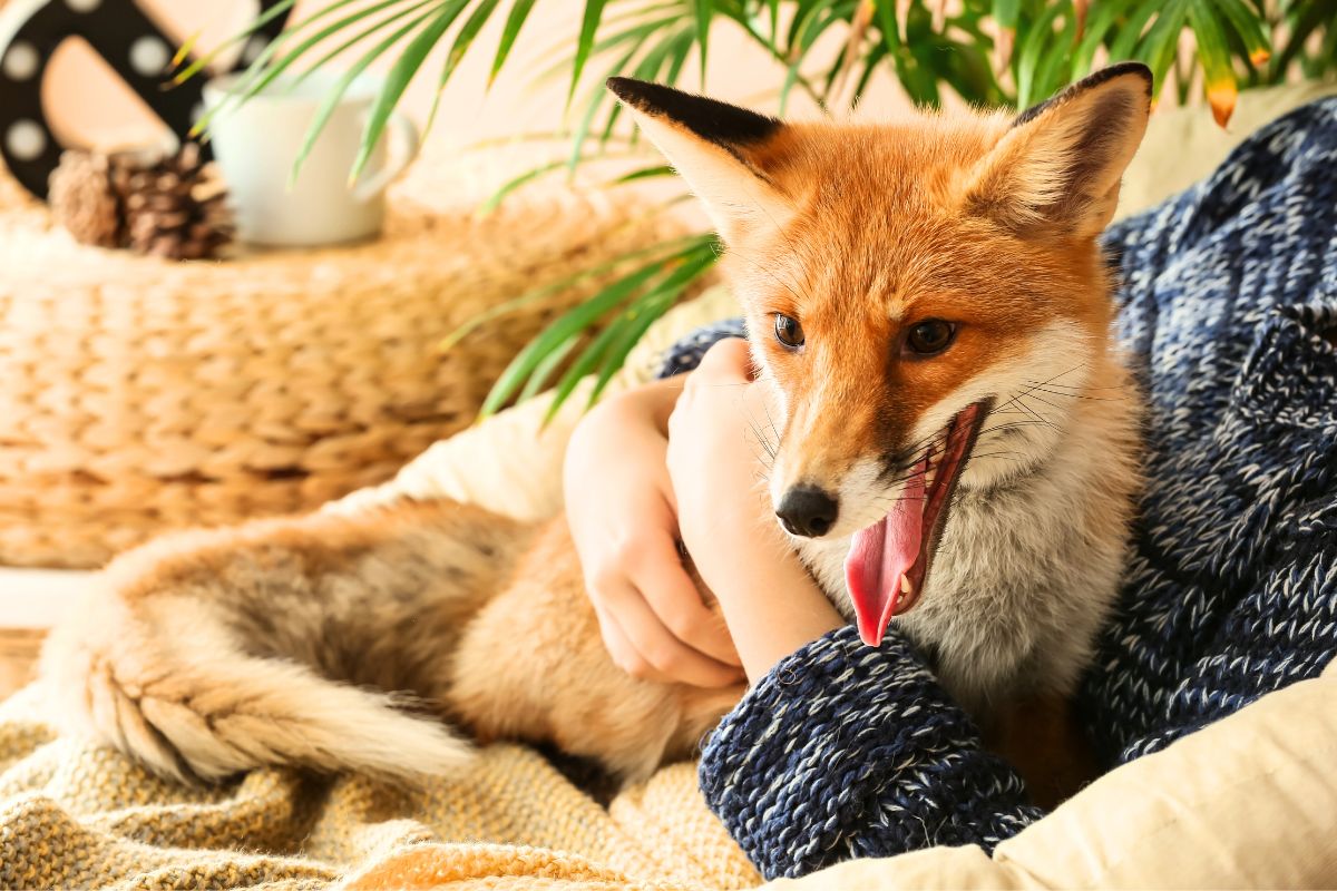 Esta raposa doméstica cai