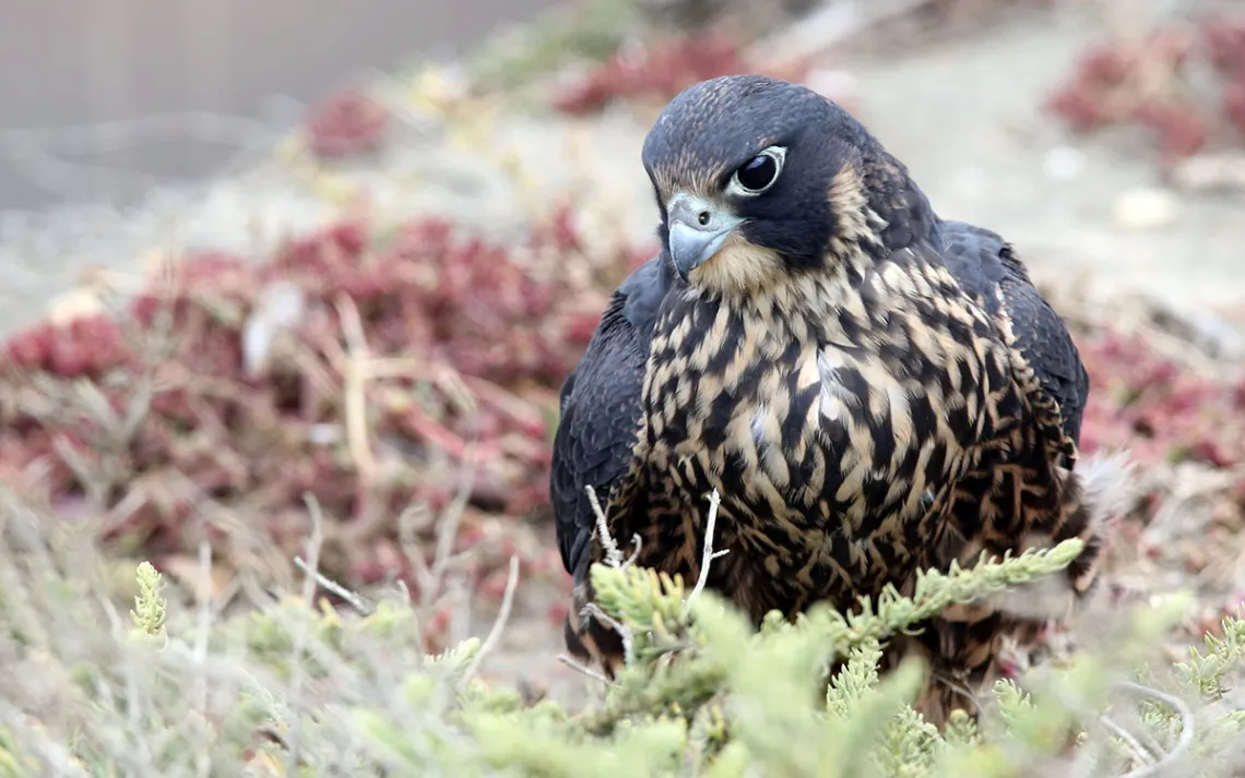 Foto de Maureen P Sullivan/Getty Images