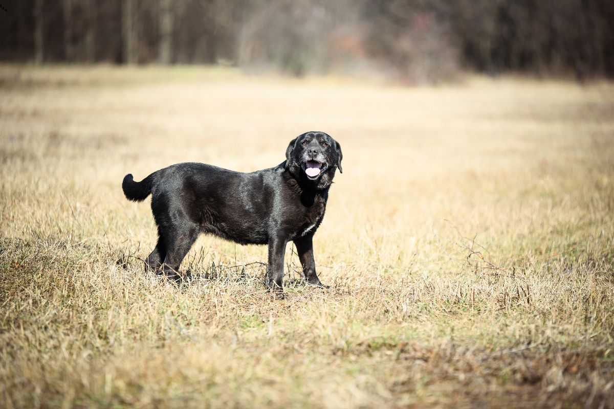 Este cão sem dono ficou perplexo