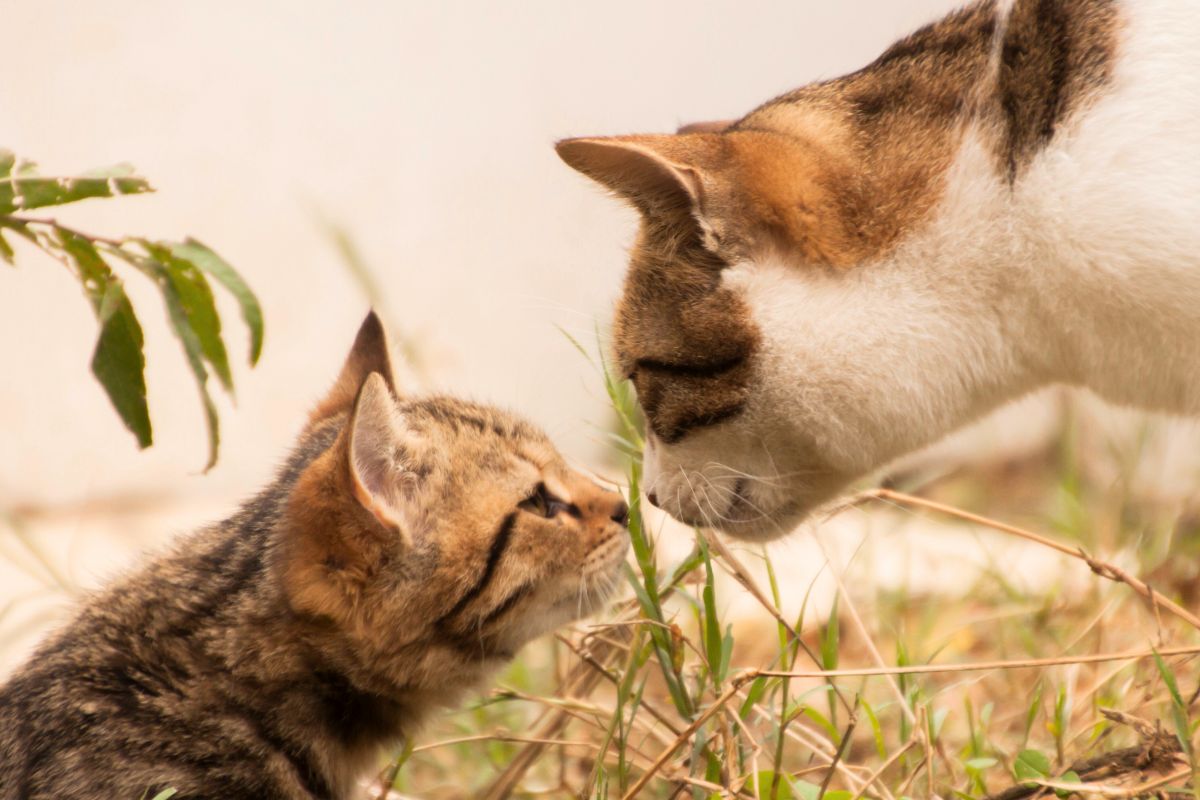 Mãe gata reconhece seus filhotes