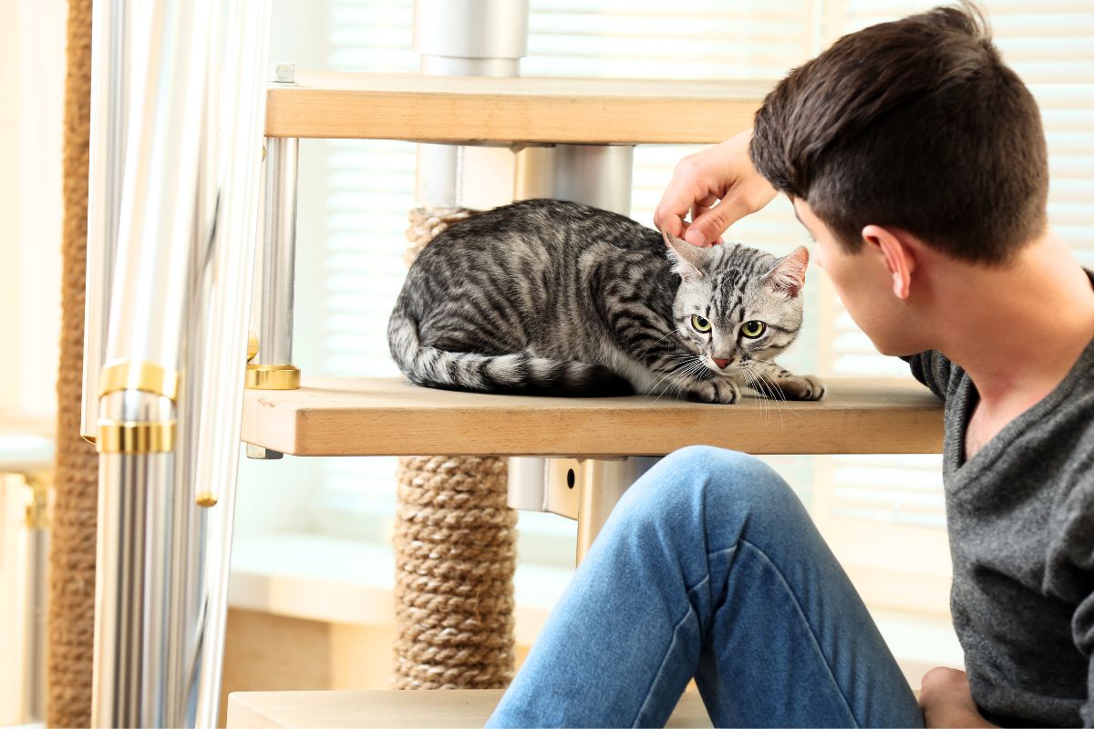 Estudo aponta ligação entre ter gato