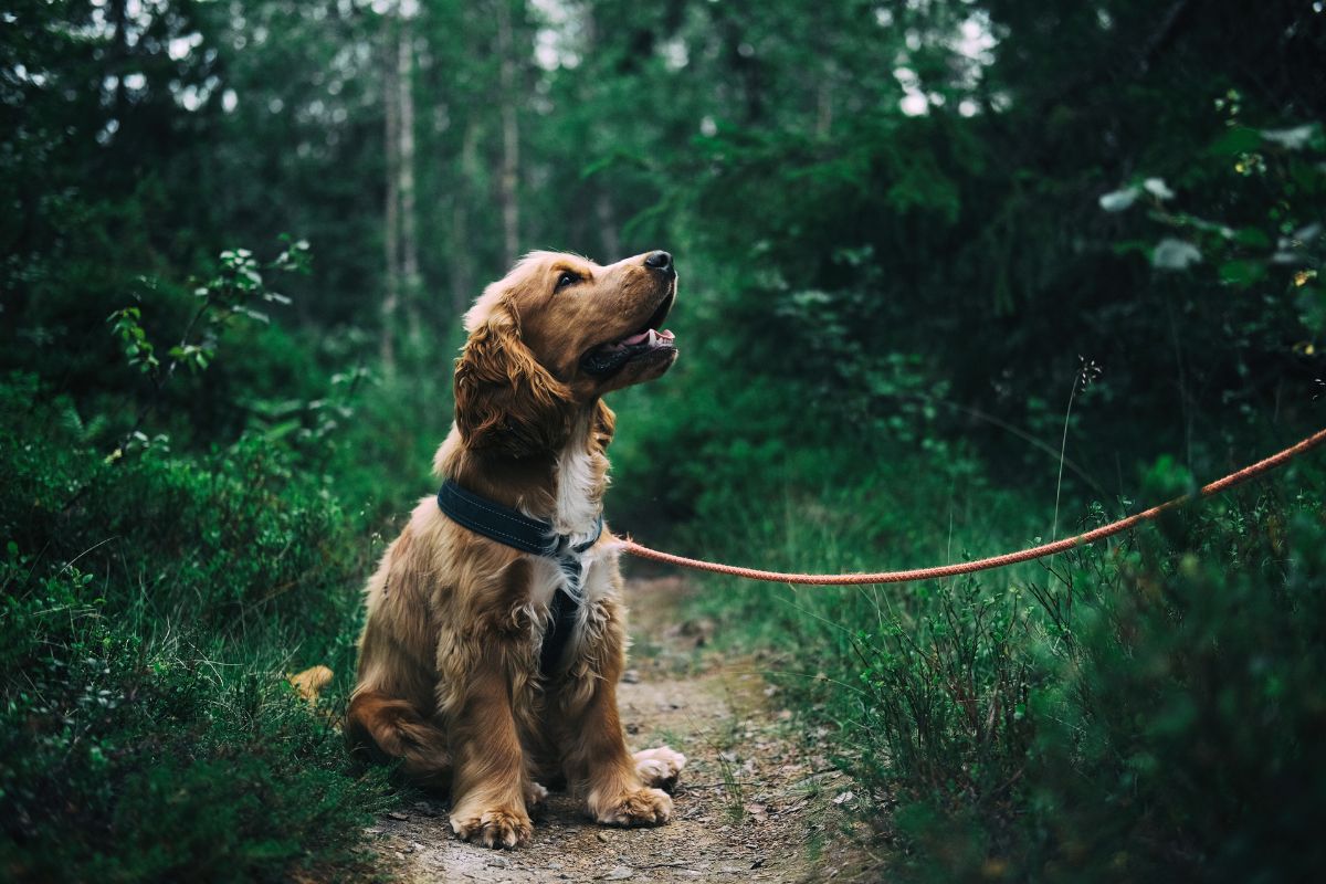 Adestrador revela as 2 raças de cães