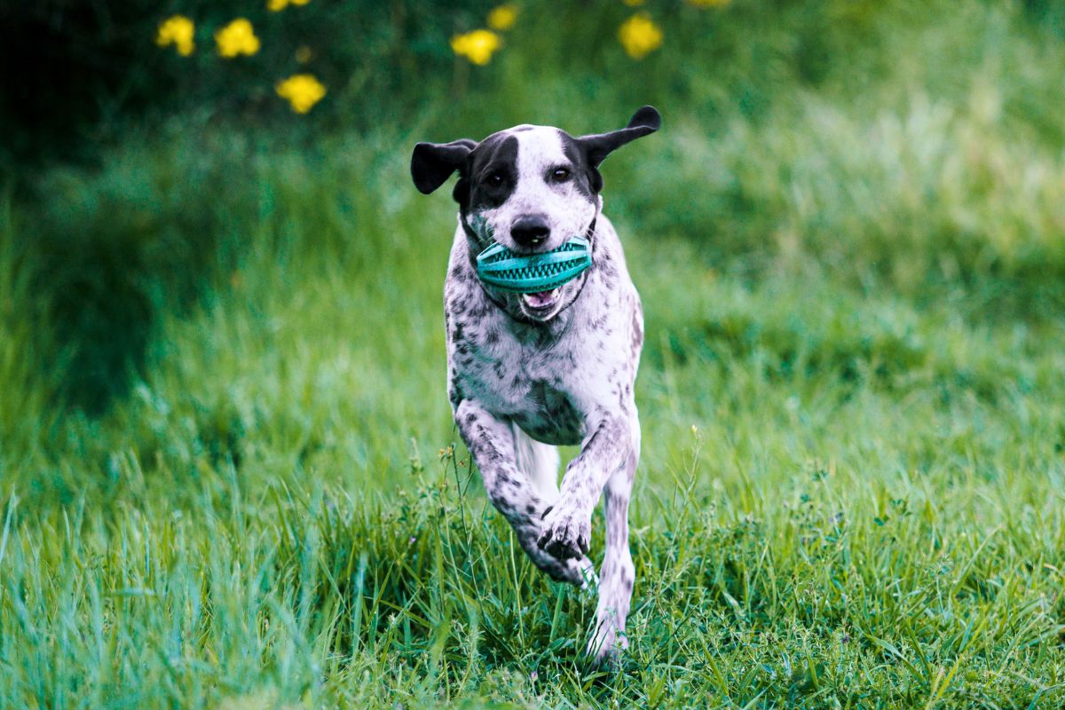 Veja a reação de um cão urbano