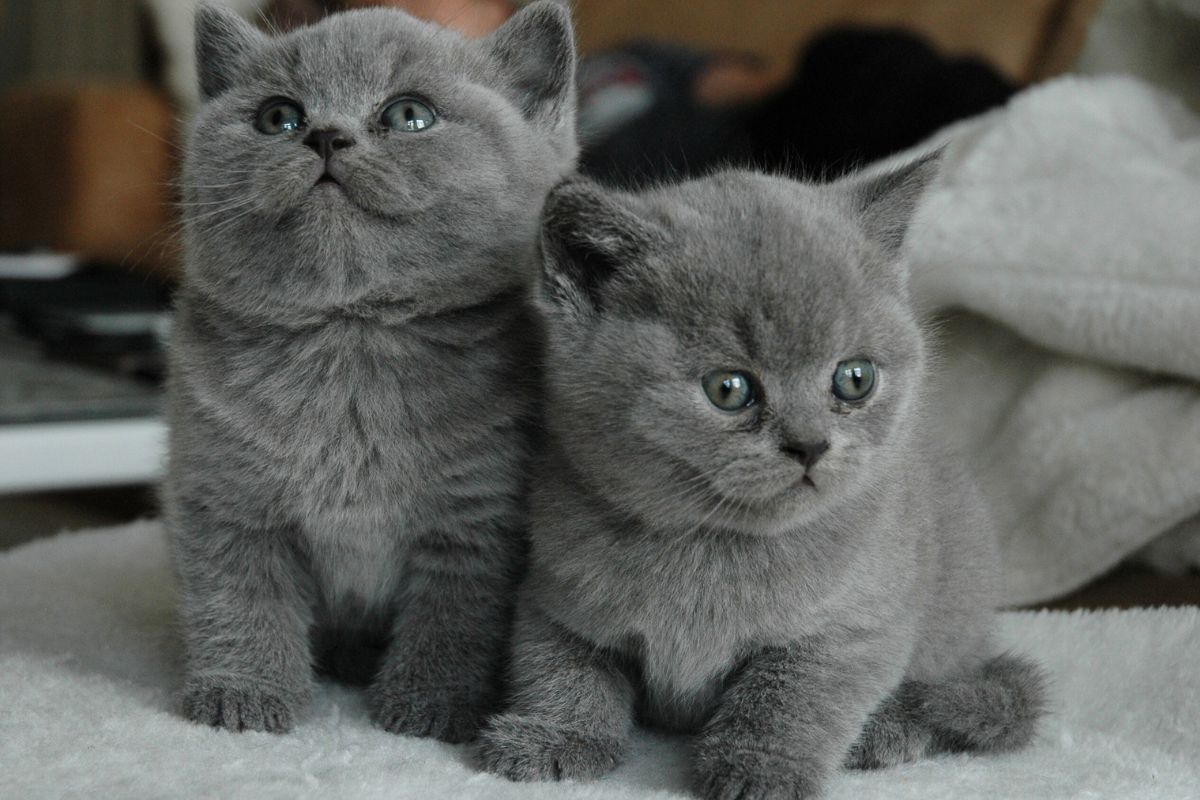 Quando buscar os filhotes