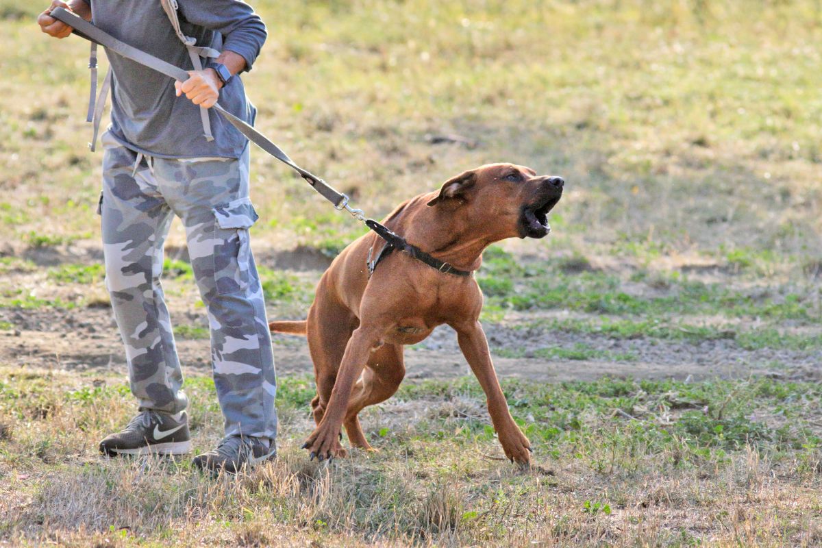 Por que alguns cães não gostam de certas pessoas