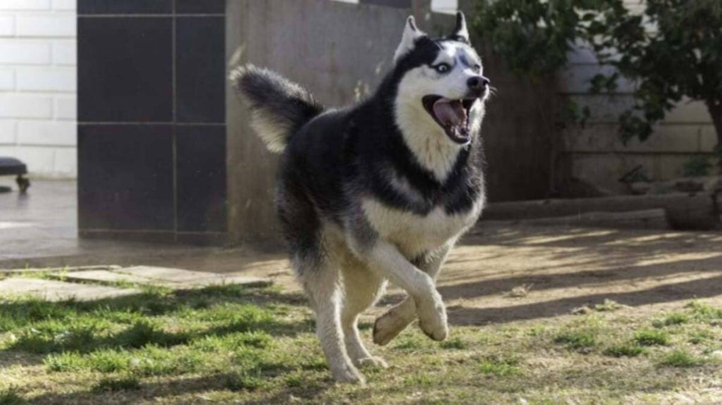 Husky Siberiano