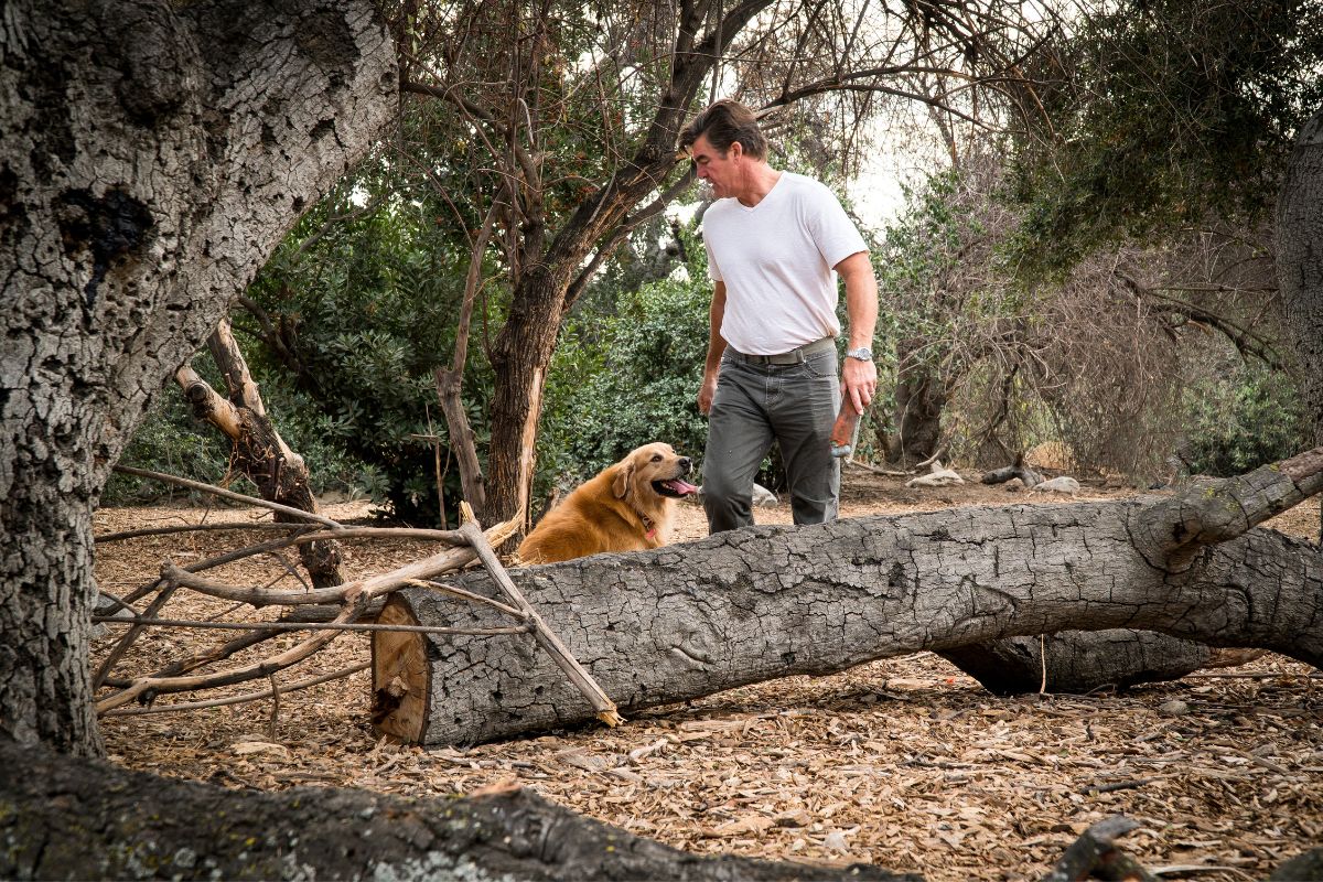 Perdido e ferido na floresta por dois dias