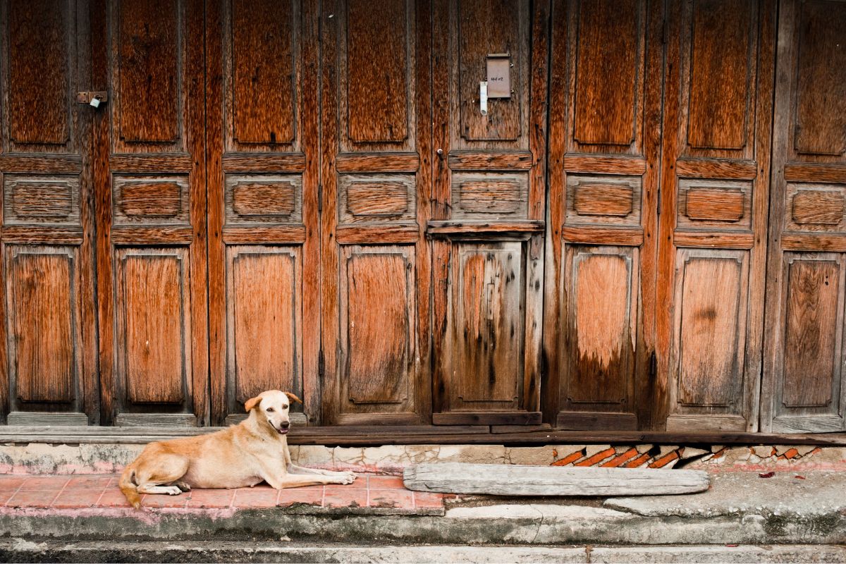 Ao chegar em casa, ela encontra um cão