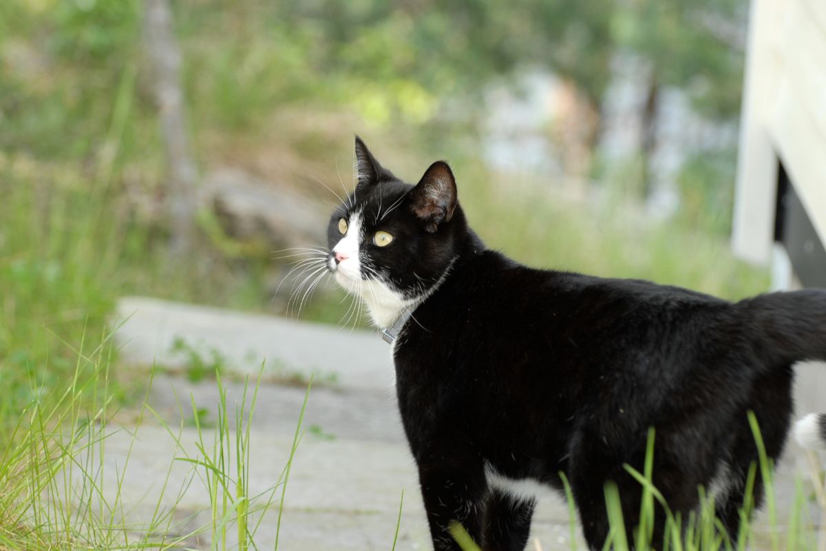 Família acolhe um gato fofo e acaba vivendo
