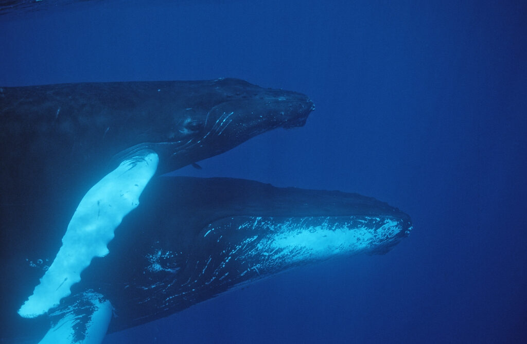 Mudanças na sinfonia da natureza podem refletir os impactos climáticos