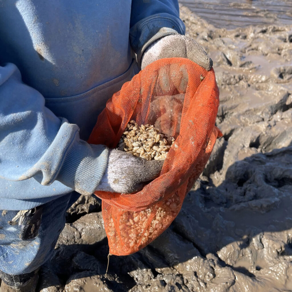 Um voluntário lida com amêijoas juvenis nos lama que abrigam o Jardim de molusco da comunidade Sipayik. Crédito: Cortesia de Erik Francis