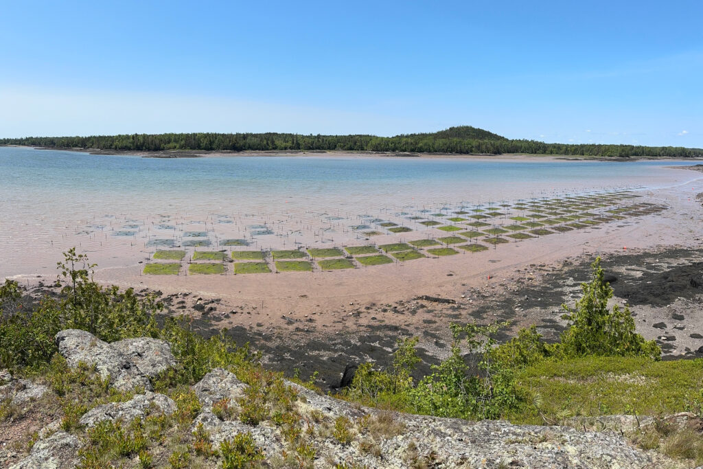 The community clam garden at Sipayik started with 250,000 clam seedlings in 2022 and now has 1.25 million clams growing in its plots. Credit: Courtesy of Erik Francis