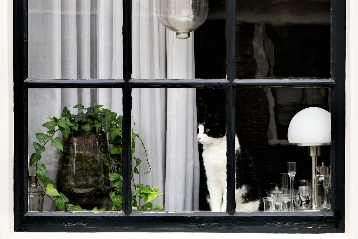 Quantos dias seu gato
