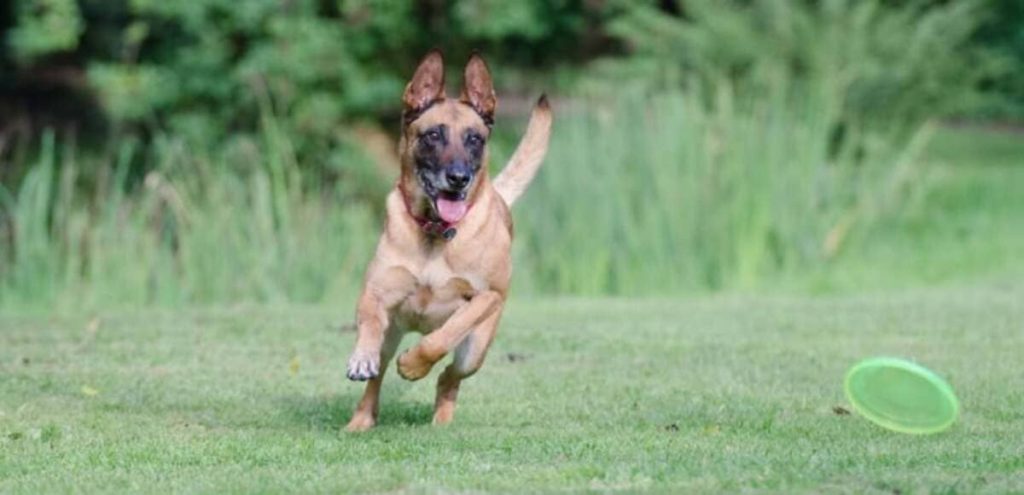 Malinois