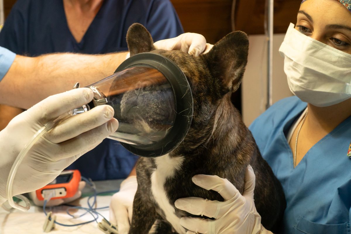 Mais de 10.000 € em despesas veterinárias