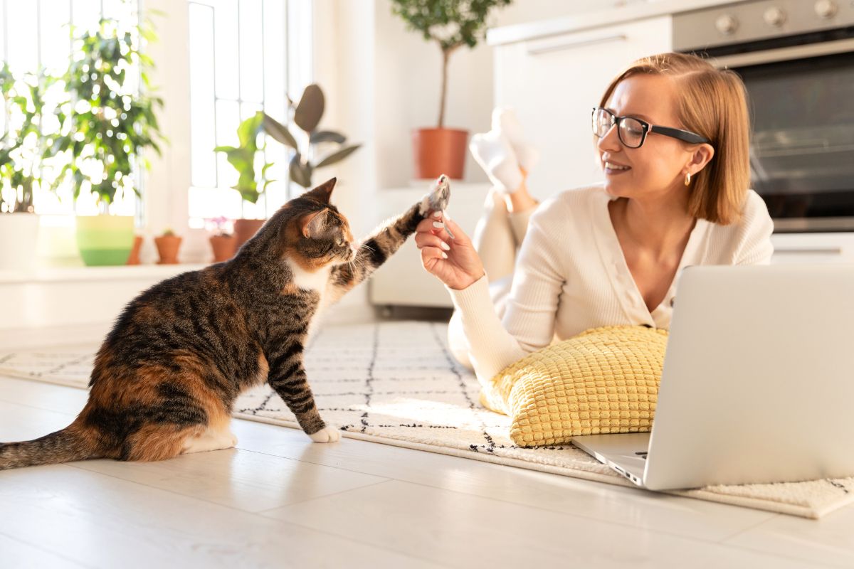 Por que conviver com gatos