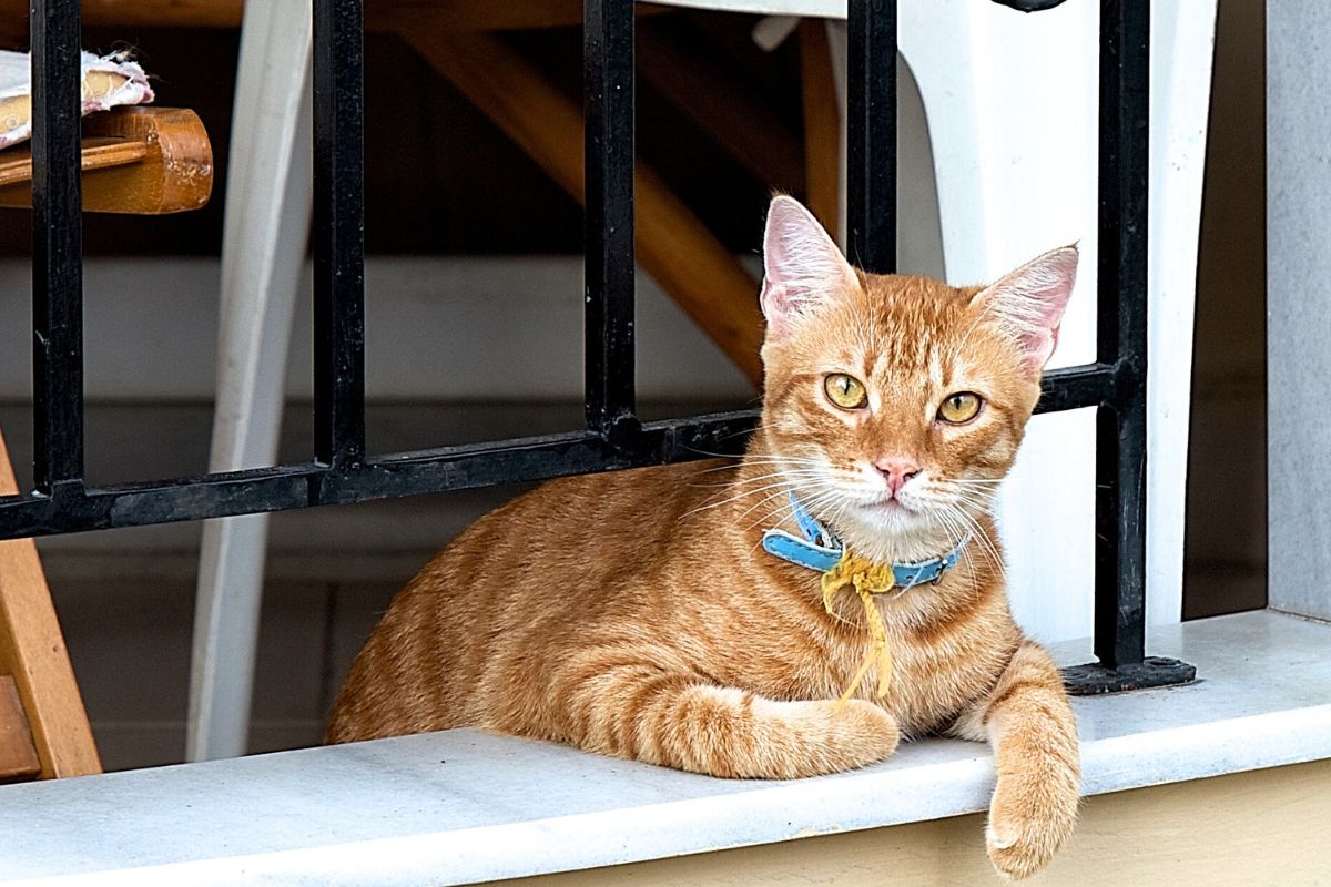 Gatos de apartamento são