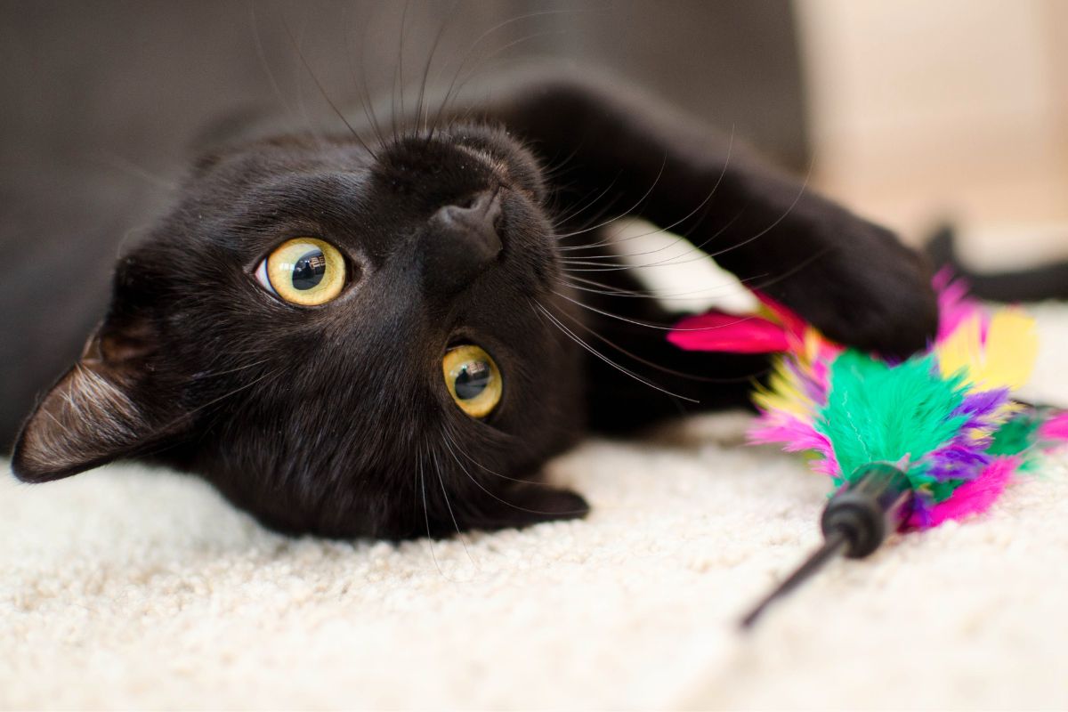 uma gata nascida com malformação