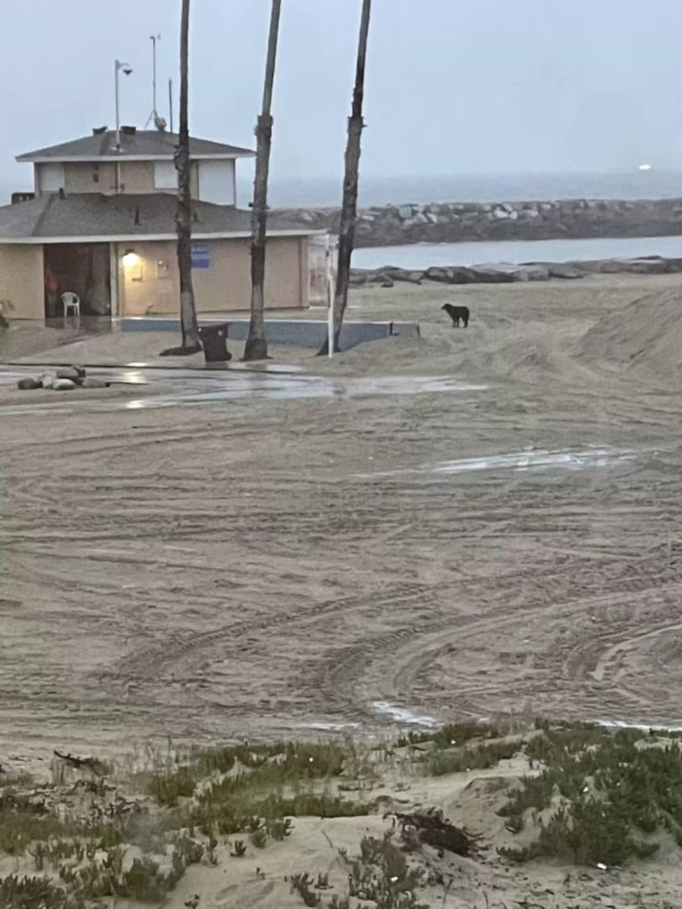 Cachorro perdido há semanas na praia 1