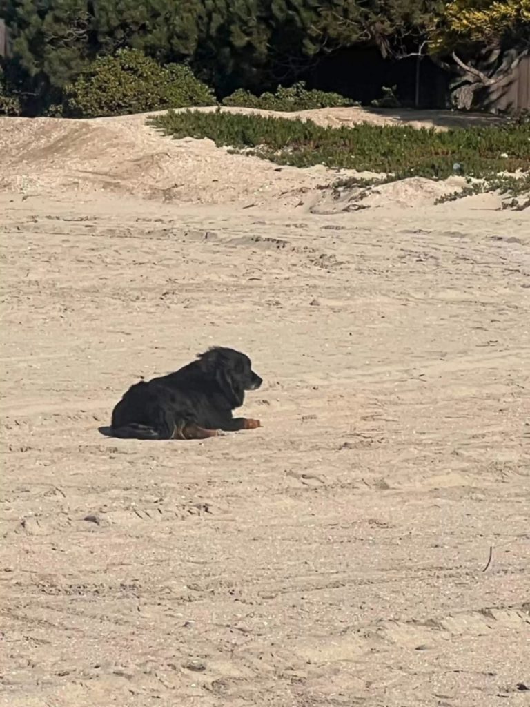 Cachorro perdido há semanas na praia 1