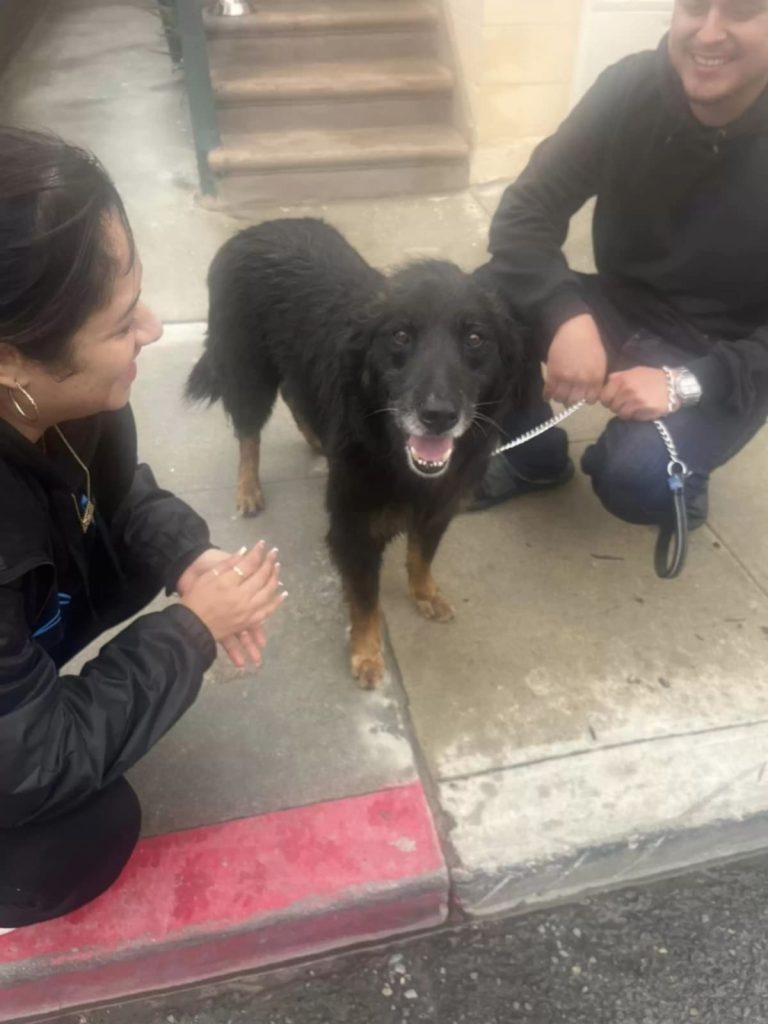 Cachorro perdido há semanas na praia 1