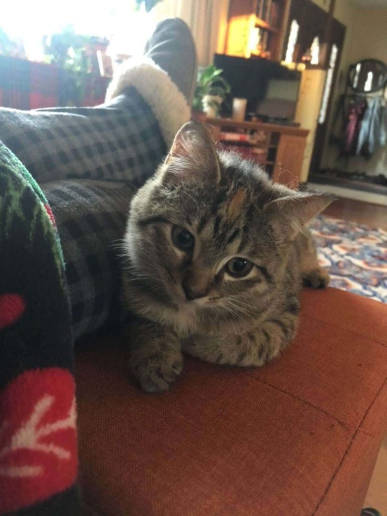 Cadela idosa adota filhote selvagem 1