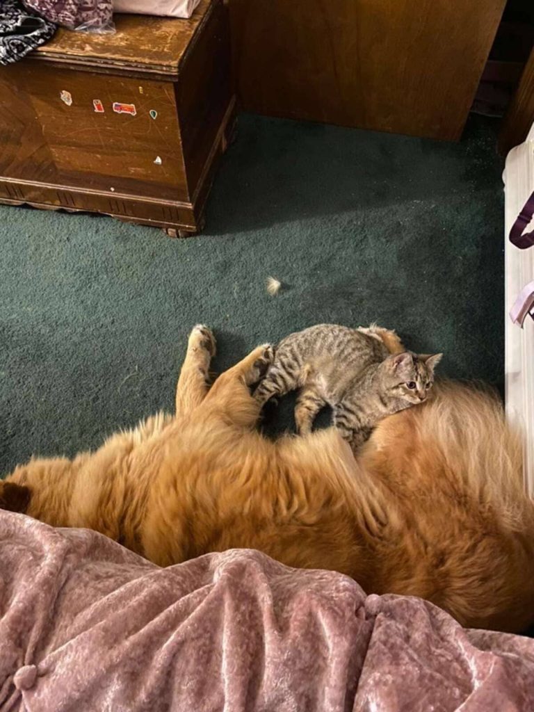 Cadela idosa adota filhote selvagem 1