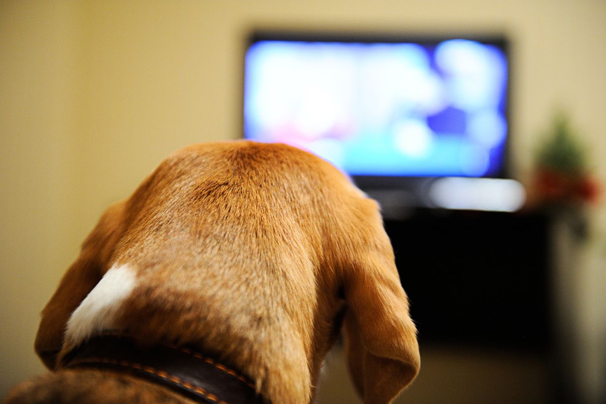 Cão ignora chamadas