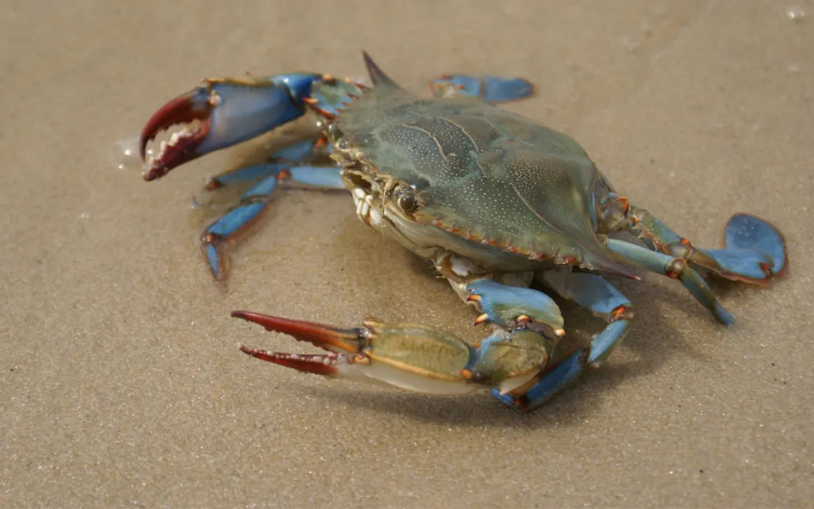 Um caranguejo azul bate em águas rasas na praia.