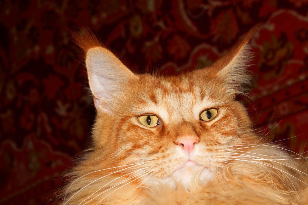 Eles descobrem um gato de 17 kg no porão de um hospital