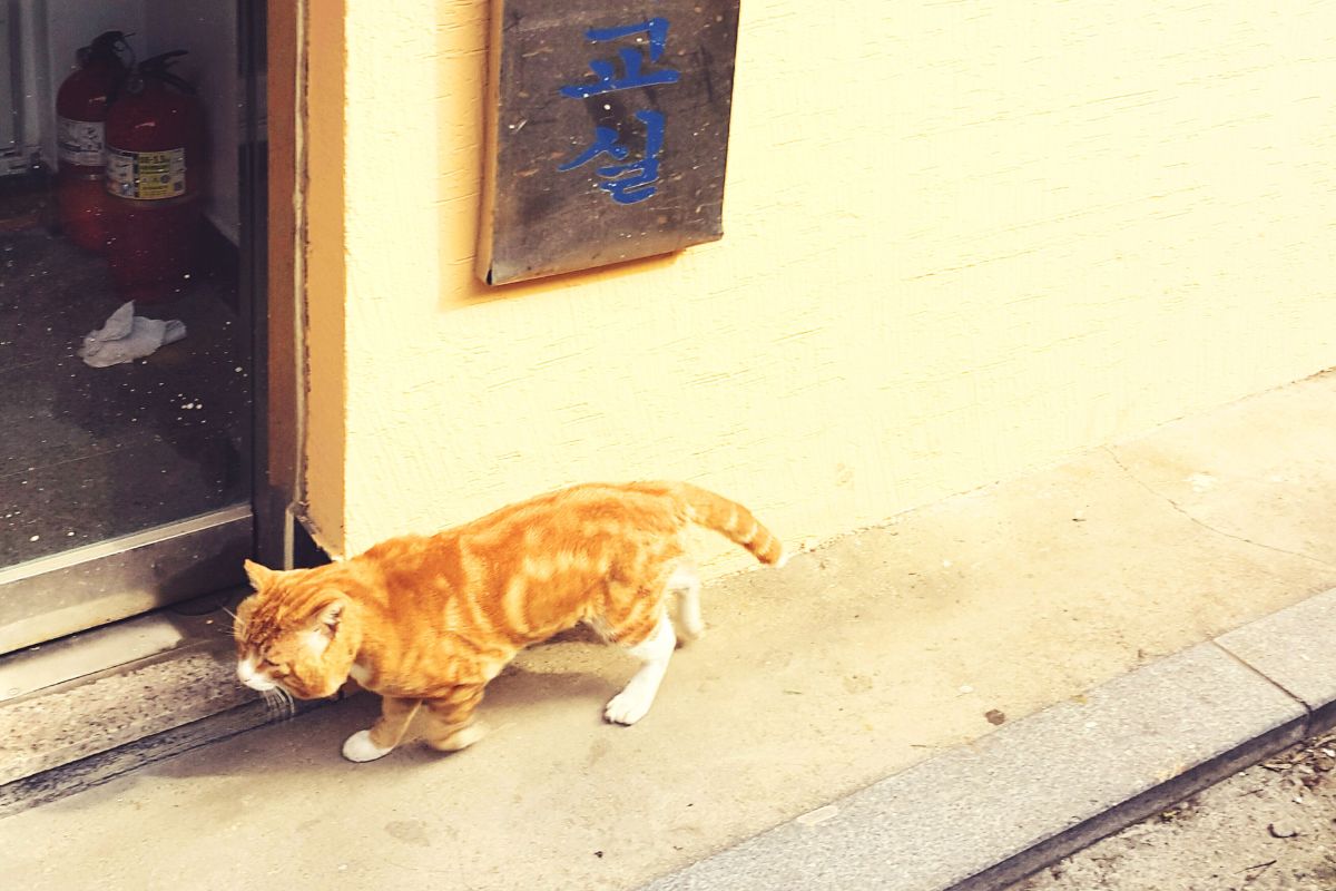 gato de rua bate na porta de uma mulher pedindo ajuda