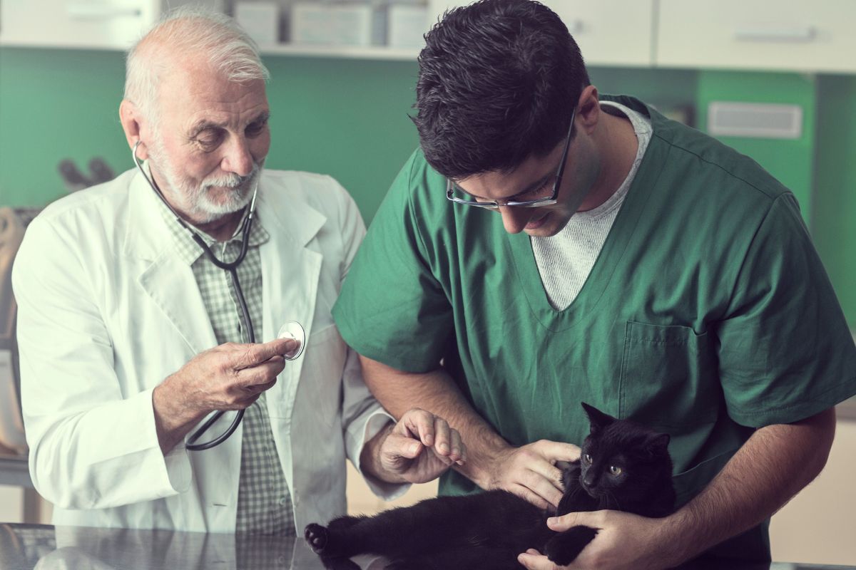 Ela pensa que o gato sofre de doença respiratória