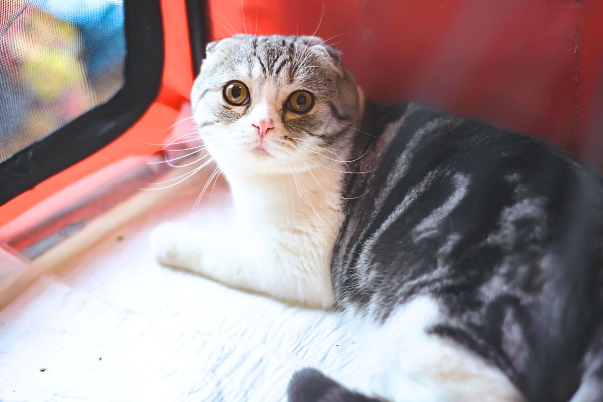 5 raças de gatos incomuns e surpreendentes