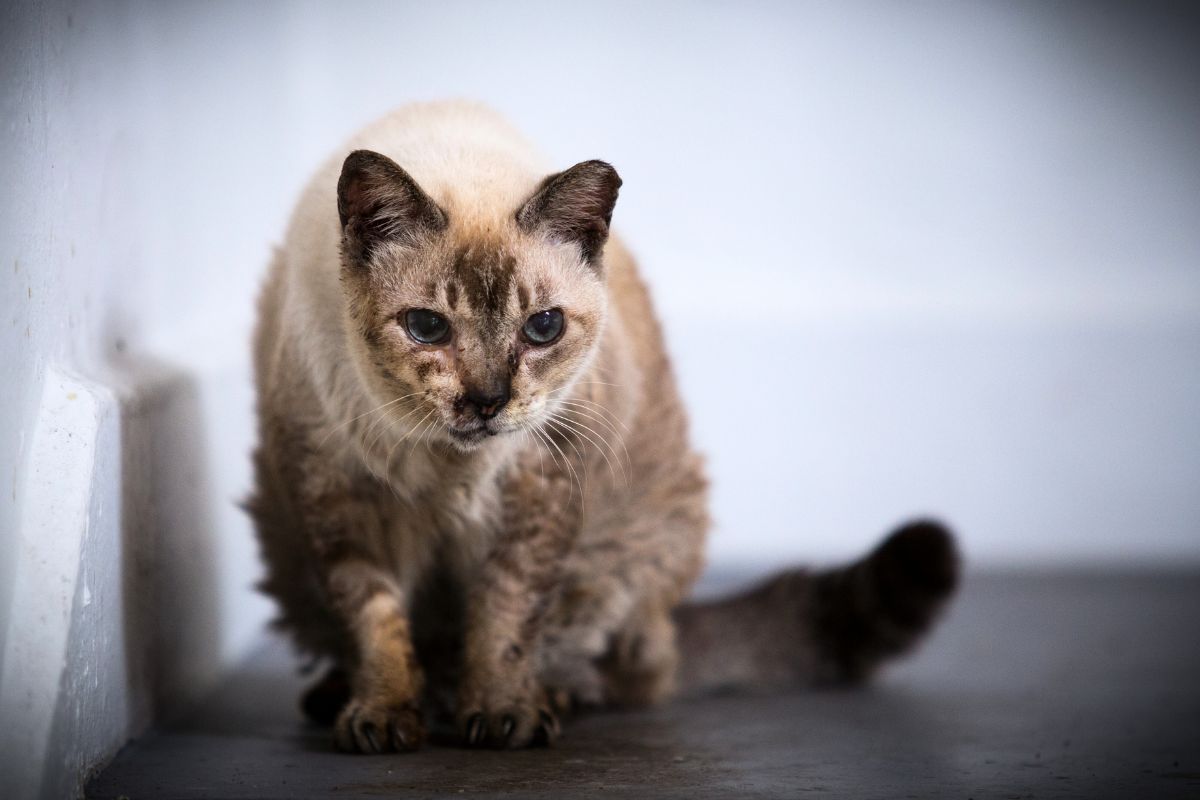 o incrível segredo alimentar do gato mais velho do mundo