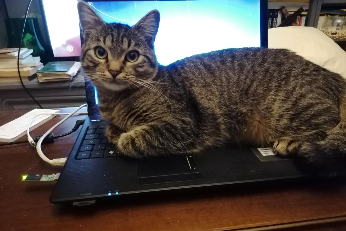 gato insiste em sentar no seu computador durante o home office?