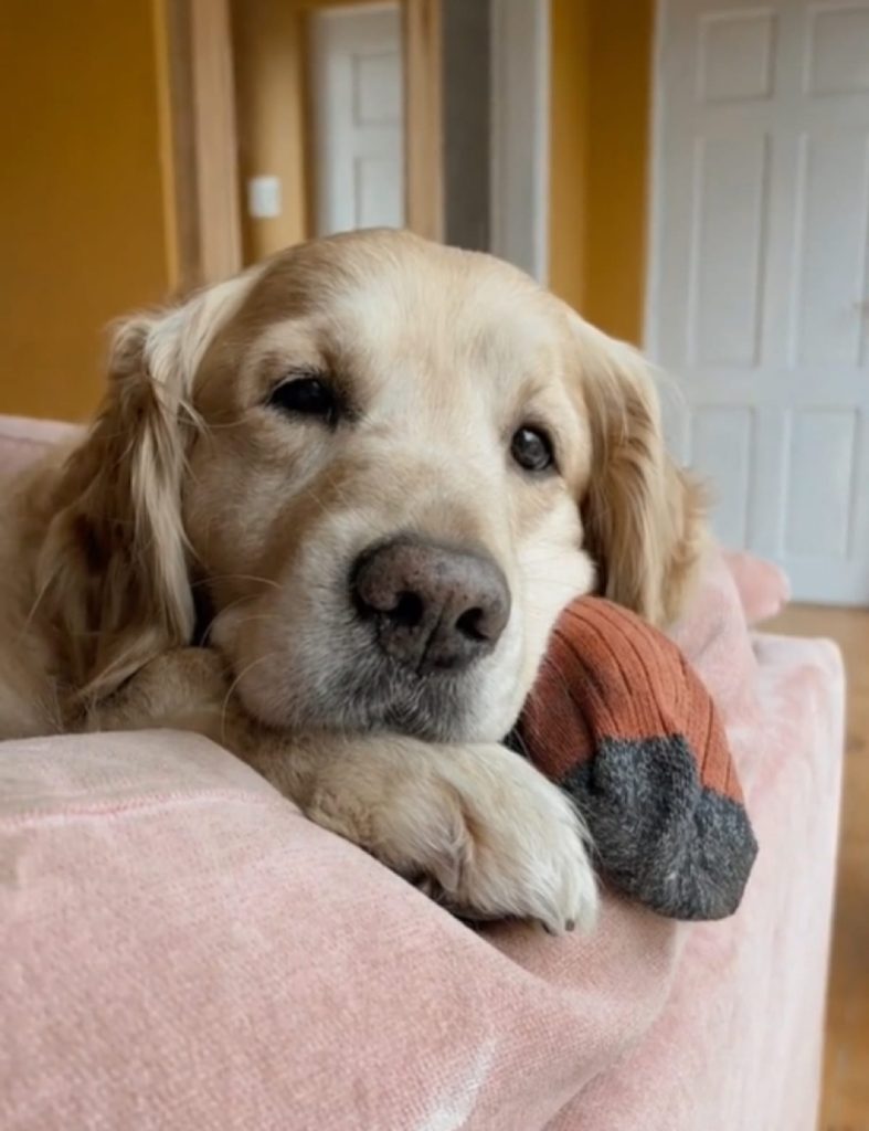 Este Golden Retriever reencontra sua vaca favorita 1