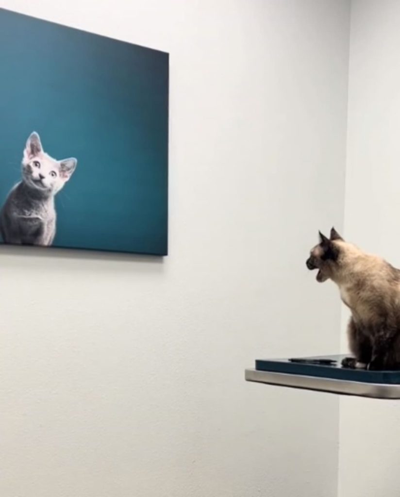 Gata no veterinário mostra seu desagrado com a decoração da clínica
