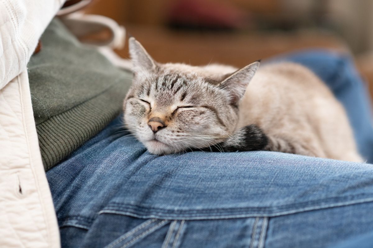 Seu gato dorme em cima de você?
