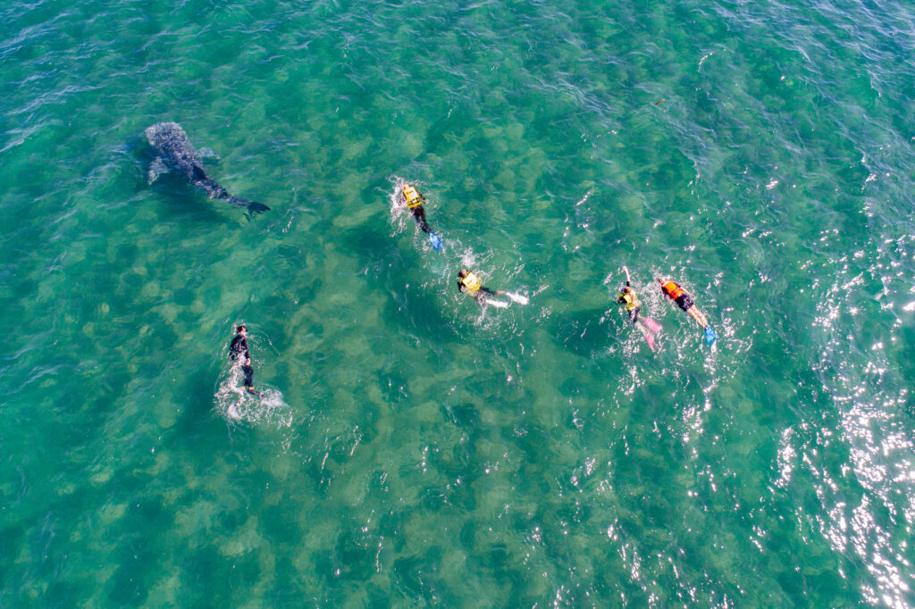 Tourists snorkel next to a whale shark in a protected area at Bahía de La Paz on January 25, 2021, in La Paz, Mexico. Credit: Alfredo Martinez/Getty Images