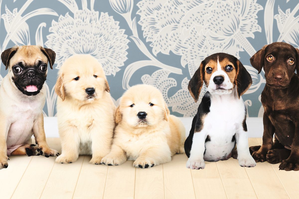 Raça de cão não determina risco de mordida