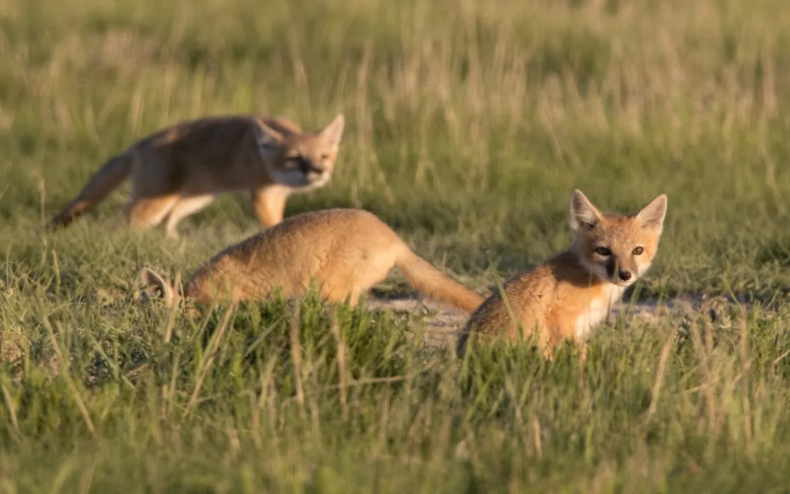 Ao pôr do sol com uma luz quente brilhando, três dos cinco filhotes selvagens da Fox Swift jogam e correram por sua cova na grama alta e verde nas pastagens nacionais de Pawnee, nas planícies nordeste do Colorado. Um filhote rastreia um besouro voador, enquanto outro enfia a cabeça na cova e outro mantém uma olhada.