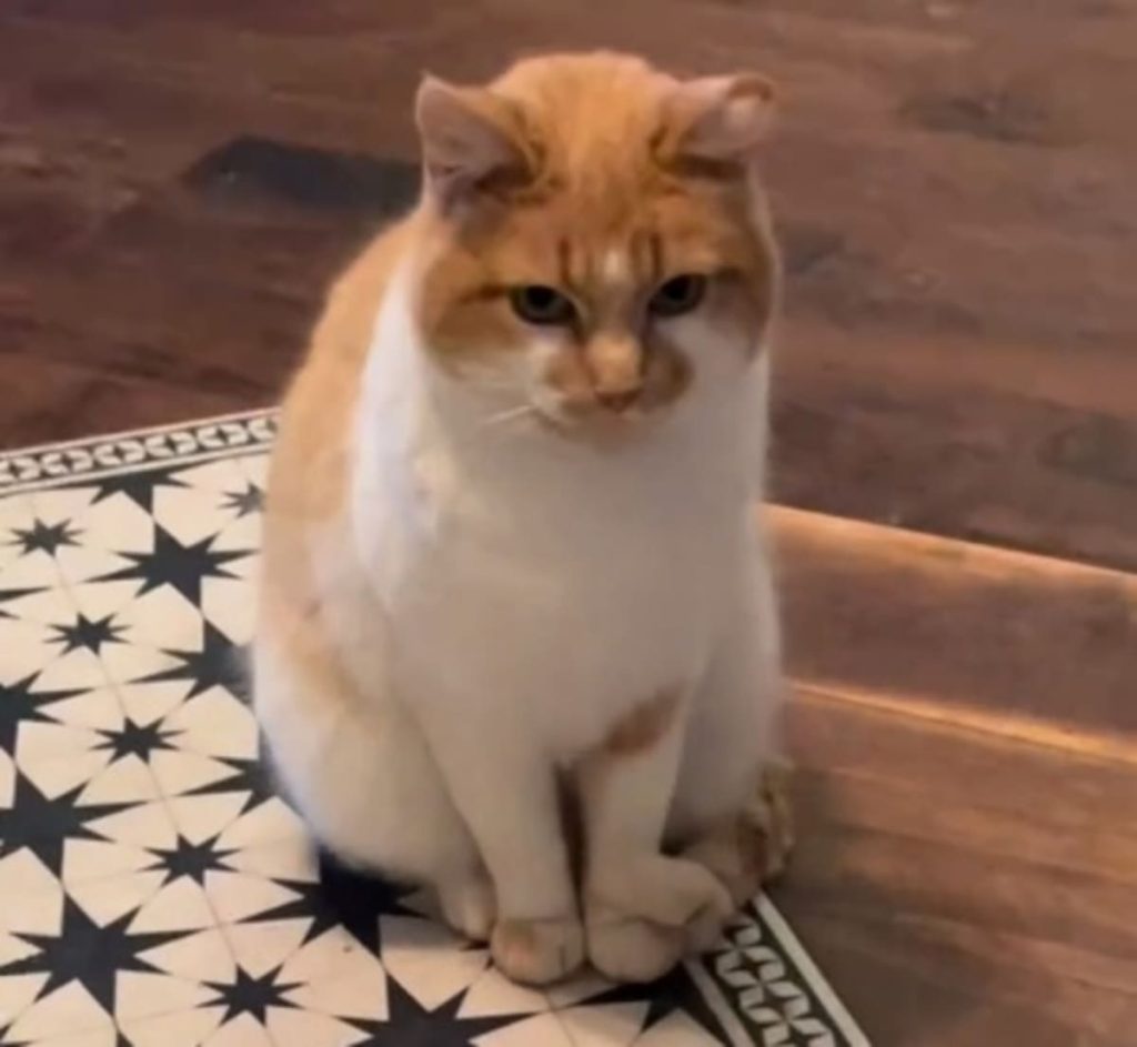 Um gato convida seu amigo cavalo para casa 1 (1)