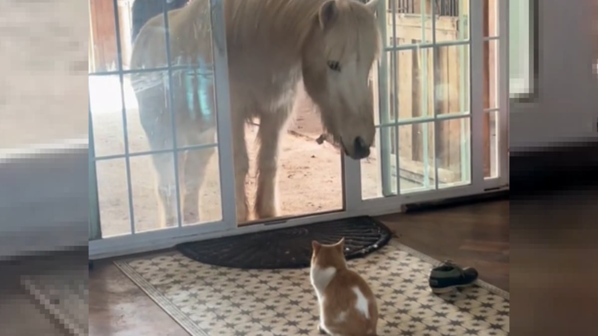 Um gato convida seu amigo cavalo para casa