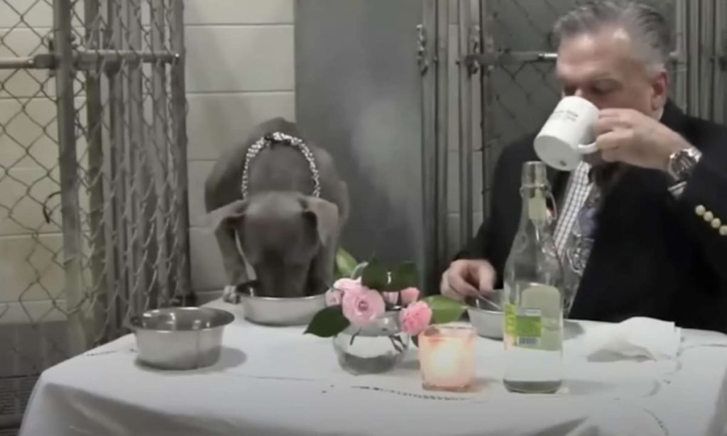 Veterinário janta com cadela assustada em abrigo 1